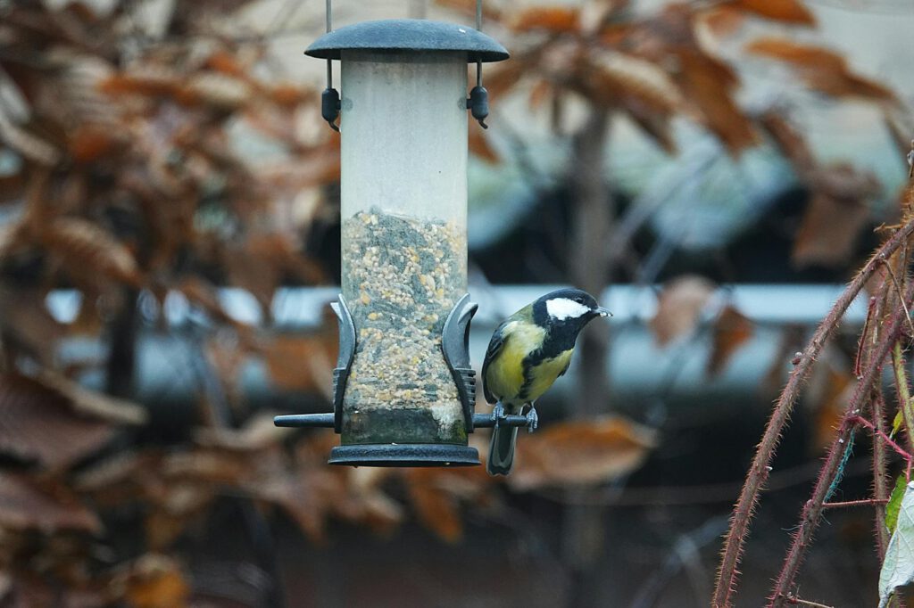 great tit bird feeding on backyard bird feeder