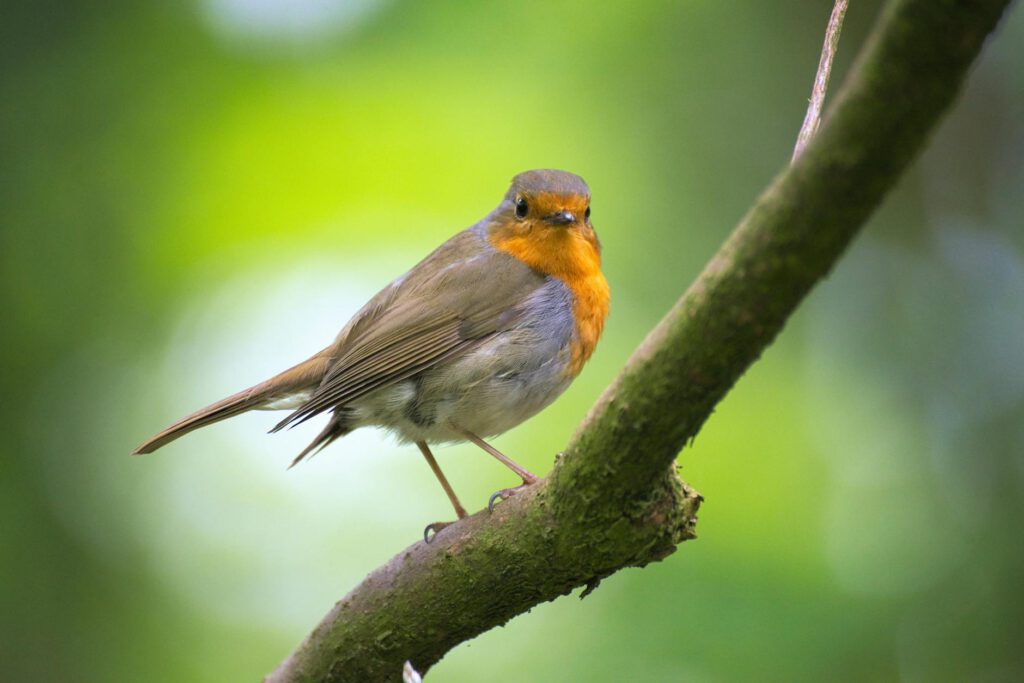 shallow focus photography of gray and orange bird